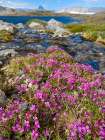 Dwarf fireweed, local name Niviarsiaq, Greenland national flower. Drygalski Peninsula, Greenland Art Print